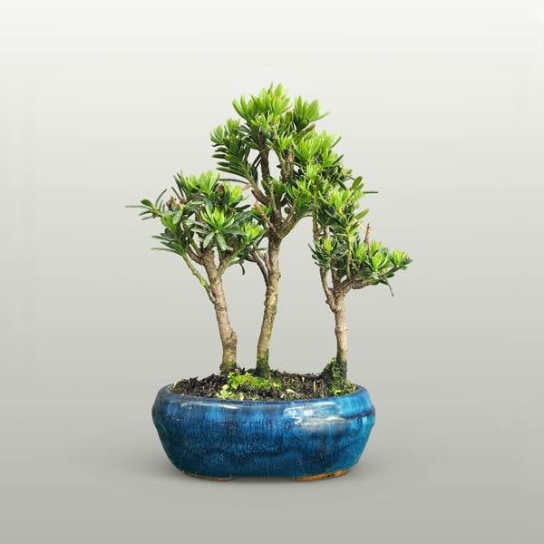 Buddhist Pine (Podocarpus Micro) Bonsai Tree Forest | Upright Grouping | In 16cm Pot - Yorkshire Bonsai standardised image 20260612-154815
