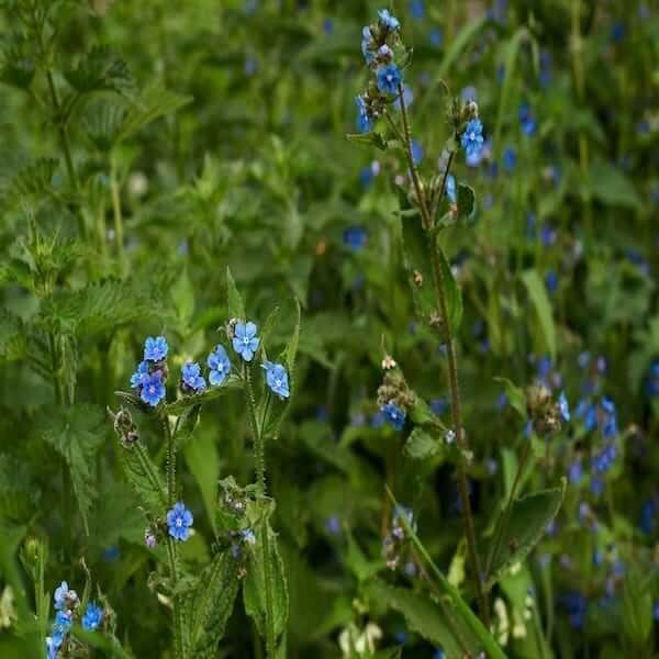 chinese forget me not firmament