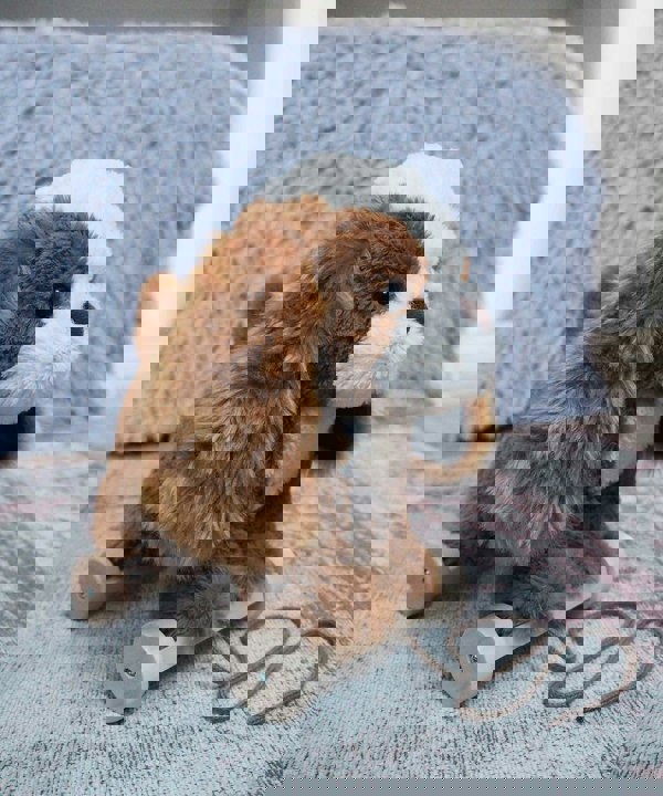 Peanut Pup Pull Along King Charles Spaniel toy 