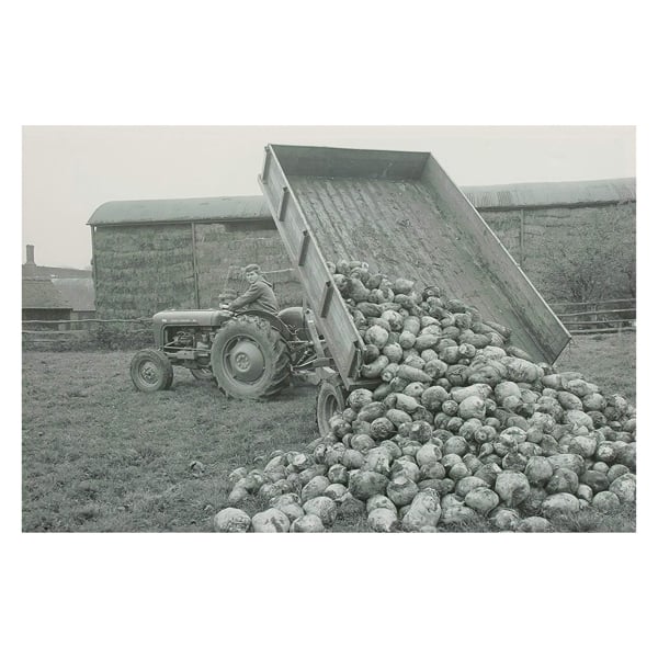 Massey Ferguson MF35 Tractor & Trailer Tipping Turnips Canvas Print, Circa 1960 Black and White Farm Scene, 60 x 40 cm