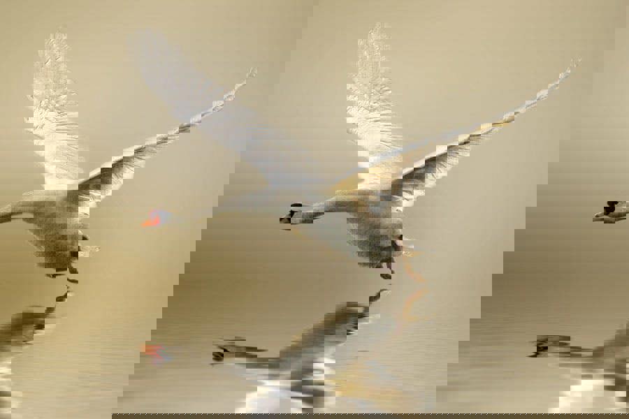 Fernlight Gallery In Flight