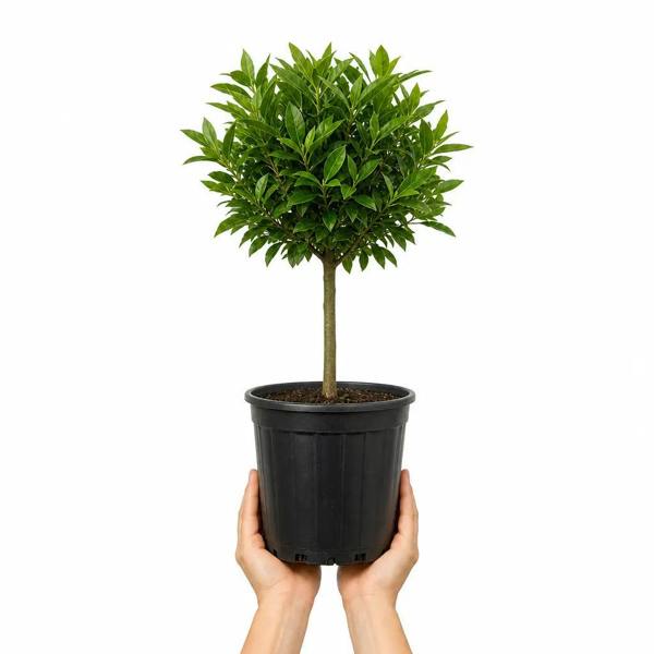 5L Calamondin Tree – Indoor & Outdoor Citrus in Decorative Pot Plants By Post