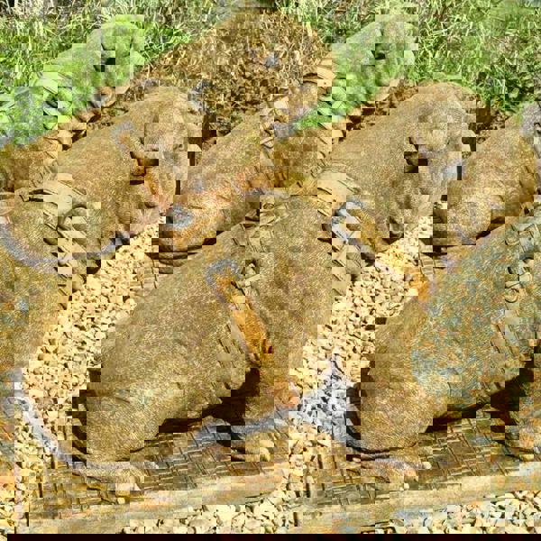 EXCLUSIVE Pair Life Size Sitting British Bulldogs Ornament Statue Hand Made in UK