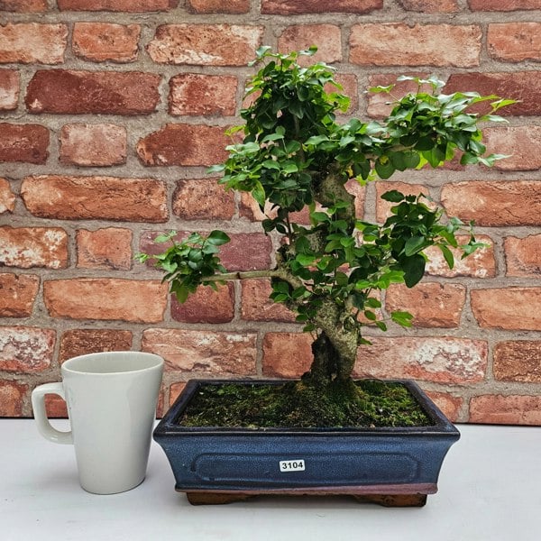 Yorkshire Bonsai Chinese Privet (Ligustrum Sinense) Bonsai Tree | Shaped | In 25cm Pot