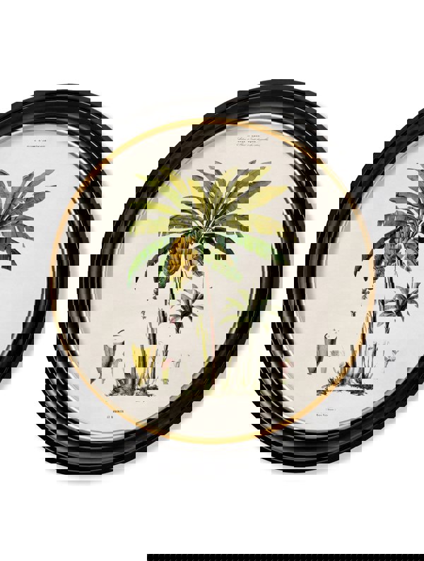 Exceptional Art c.1843 Studies of South American Palm Trees in Round Frames