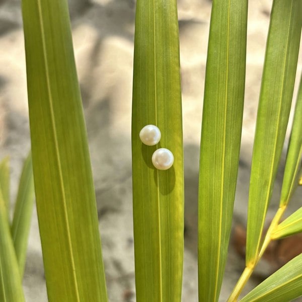 Timeless small pearl stud earrings by LENAE. Silver pearl studs shown on a palm leaf.