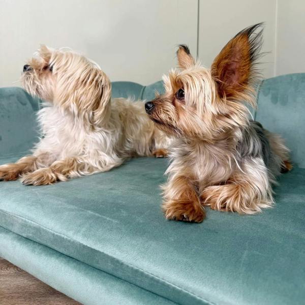 Green pet sofa bed with two dogs resting on the plush padded seat