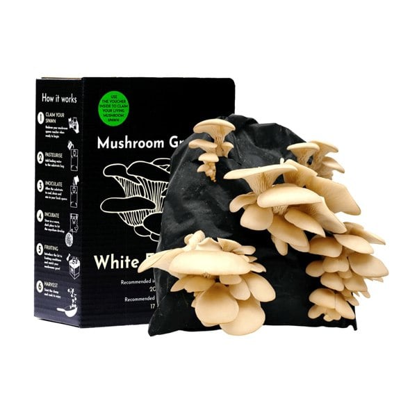 Urban Farm-It Oyster Mushroom Growing Kit – Gift Option