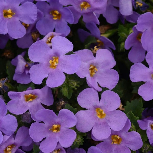 Bacopa Blue 9cm In Recyclable Pots x 3 Plants