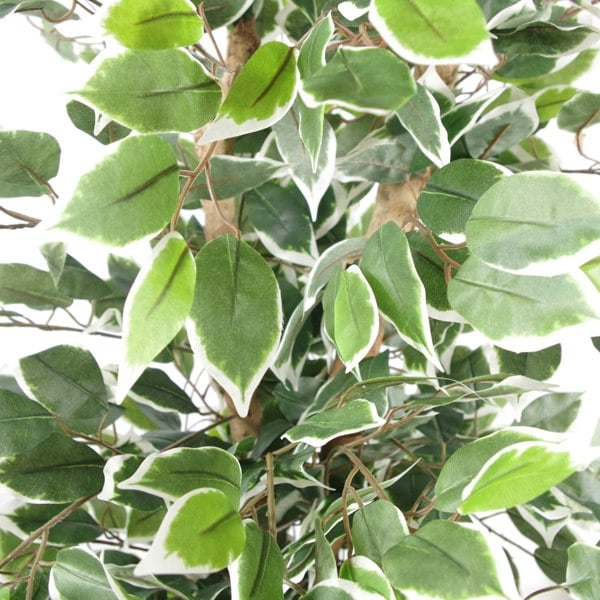 Leaf 130cm Variegated White/Green Bushy Ficus Tree