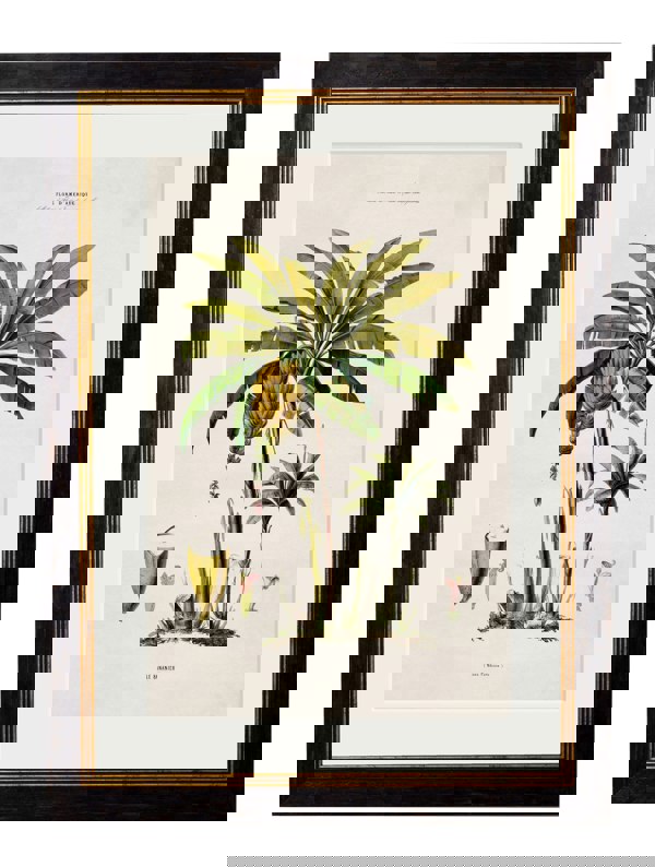 Exceptional Art c.1843 Studies of South American Palm Trees