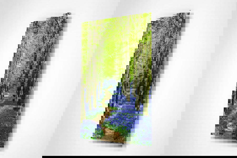 Fernlight Gallery Bluebell Walk