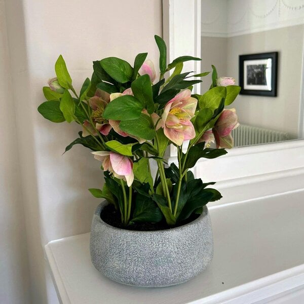 Wyld Haus Artificial Plant Variegated Pink Hellebore Plant In Grey Ceramic Pot