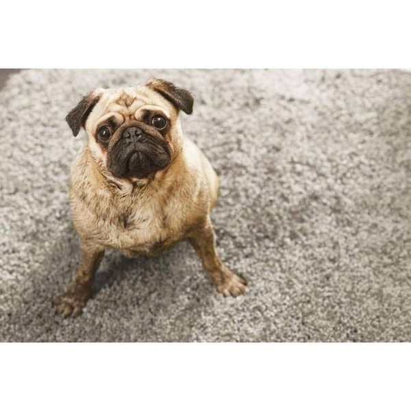 The Rugs Shaggy Washable Pet Range Mat | Eco-Friendly