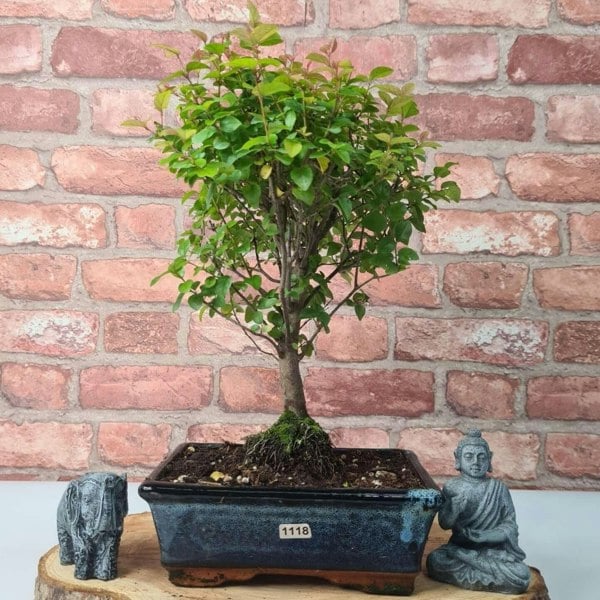 Bird Plum (Sageretia) Bonsai Tree | Broom Style | Height 35cm | In 20cm Pot - Yorkshire Bonsai