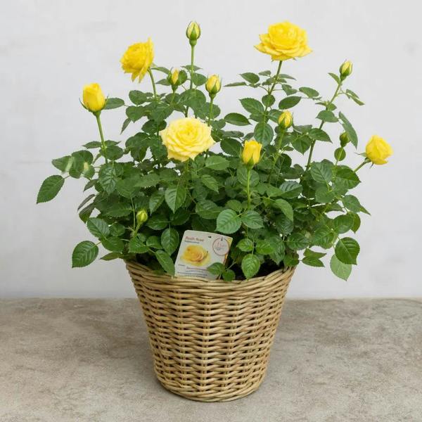 5L Rose Anniversary Wishes Yellow Rose Bush - Beautiful Flowering Garden Plant