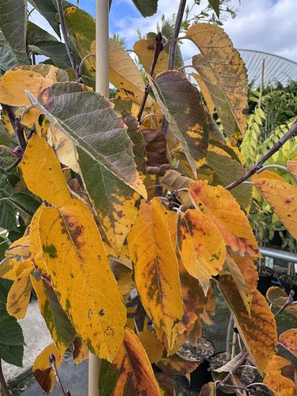 Direct Plants Malus Tschonoskii Columnar Crab Apple Tree 5-6ft in a 7.5 Litre Pot