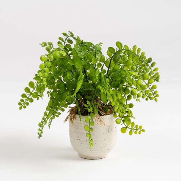 Scottish Everlastings 28cm Fern in Speckled Ceramic Pot