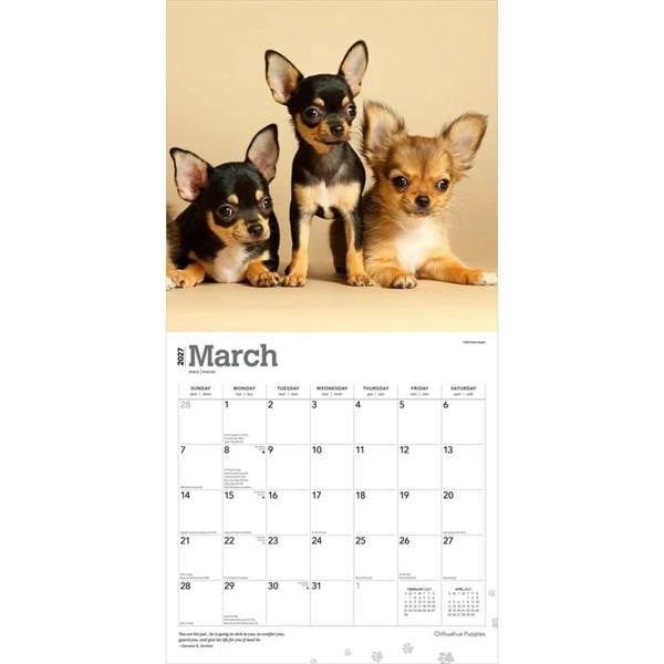 Chihuahua Puppies Calendar 2027, Wall Calendars, Month To View, Dogs, Gift