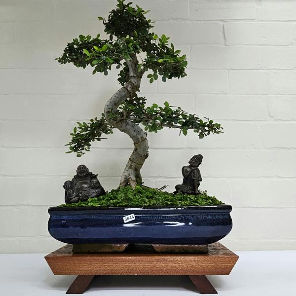 Yorkshire Bonsai Large Chinese Elm (Ulmus Parvifolia) Bonsai Tree | Shaped | In 35cm Pot - 3644
