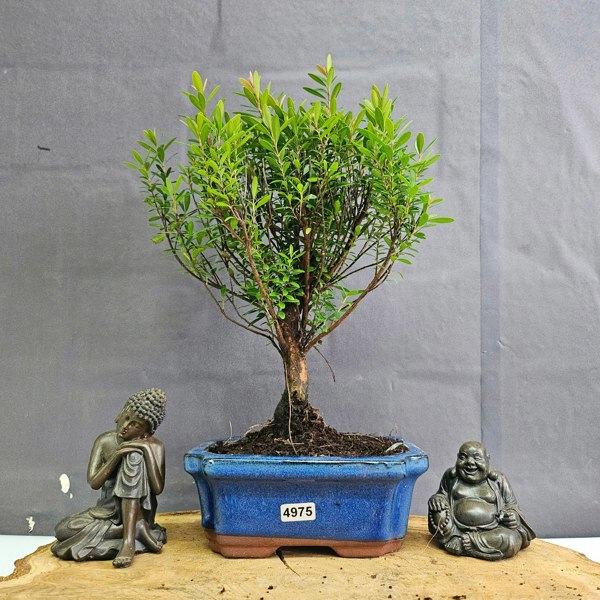 Yorkshire Bonsai Brush Cherry (Syzygium) Bonsai Tree | Broom | In 15cm Pot