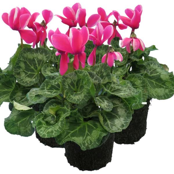 Cyclamen Pink Flame 1Ltr Pot Pack of 3 & 6 Bicolour Flowering Plants Plants By Post