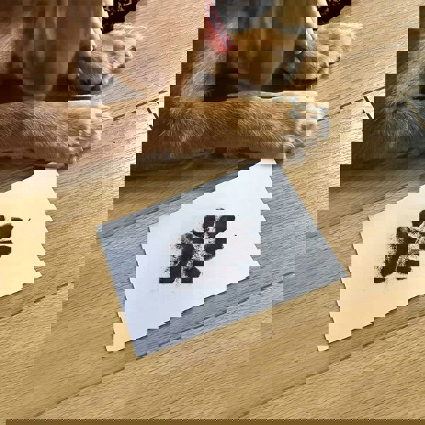 Pet Paw Print Ink Pad Kit. Mess-Free Keepsake for Cats and Dogs