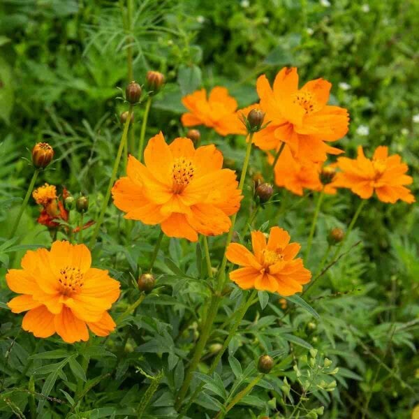 1kg Cosmos Sunset Orange Seeds Sulphureus bright Orange