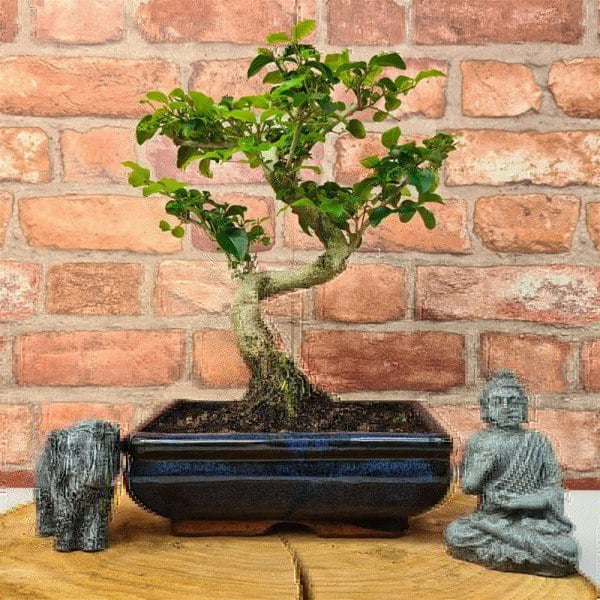 Chinese Privet (Ligustrum Sinense) Bonsai Tree | Shaped | In 20cm Pot - Yorkshire Bonsai