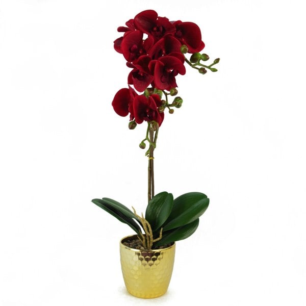 Leaf 50cm Phalaenopsis Orchid Artificial - Dark Red - Gold Pot