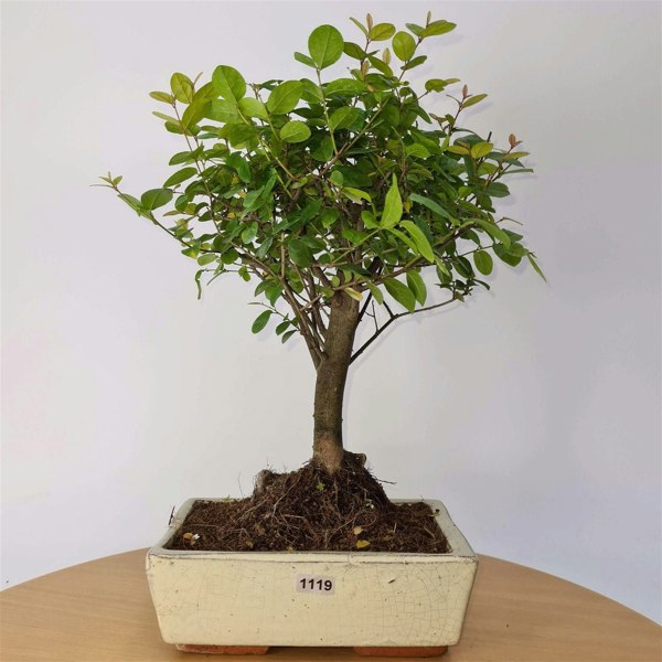 Bird Plum (Sageretia) Bonsai Tree | Broom Style | Height 35cm | In 20cm Pot - Yorkshire Bonsai