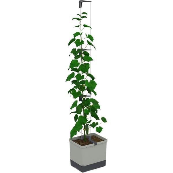 CURT CUCUMBER cucumber planter with water tank - Light Grey