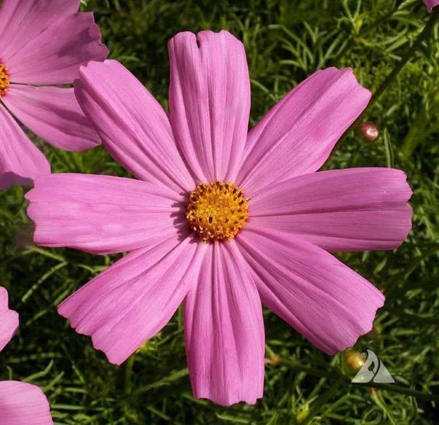 cosmos bipinnatus seeds pinkie