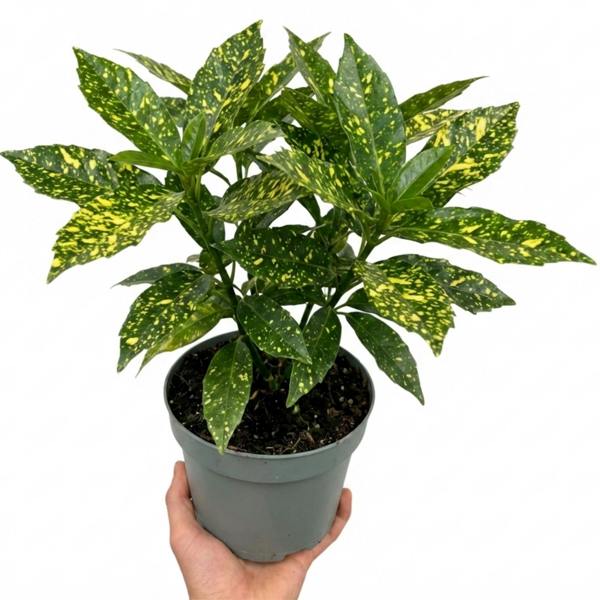 Aucuba Japonica Crotonifolia Spotted Laurel The Rose Press Garden