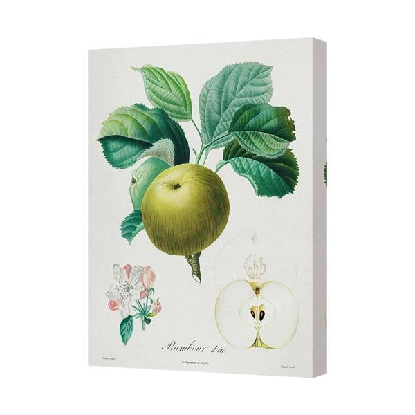 Benjamin Tate Design Contemporary Botanical Apple Canvas Print With Deep Gallery Frame