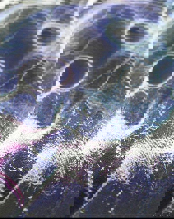 Amplified Clothing Womens Grey Knife Party Artwork Short Sleeved T-Shirt