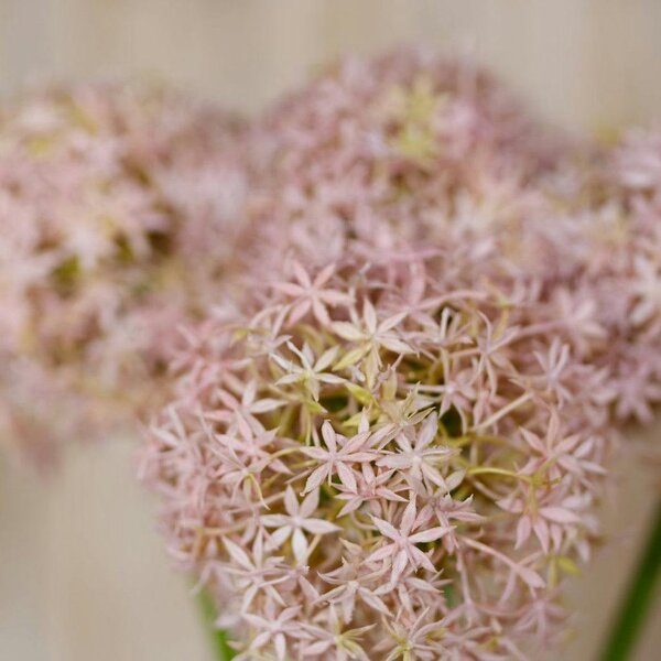 Wyld Haus Set of 3 Artificial Flowers Lilac Giant Allium Stems