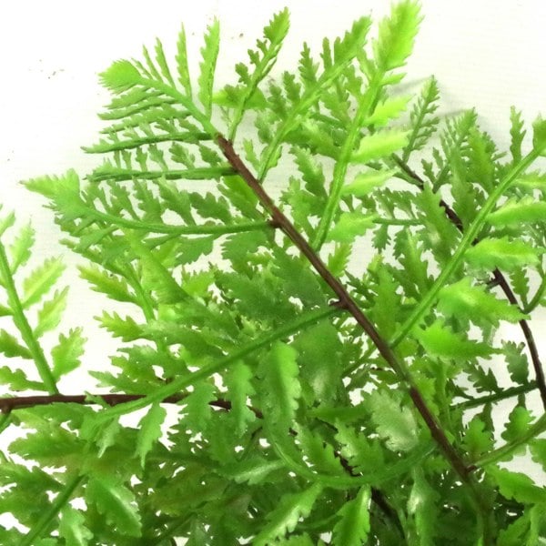 Leaf 30cm Artificial Potted Southern Wood Fern