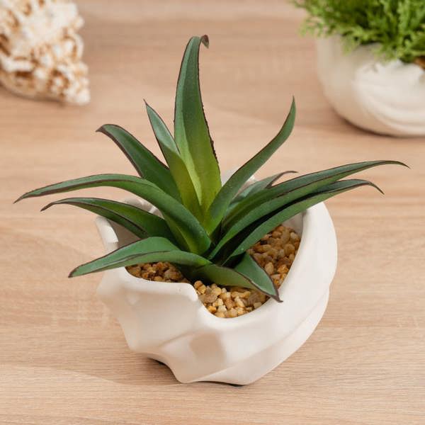 Scottish Everlastings 16cm Spiky Succulent in Wavy Cement Pot