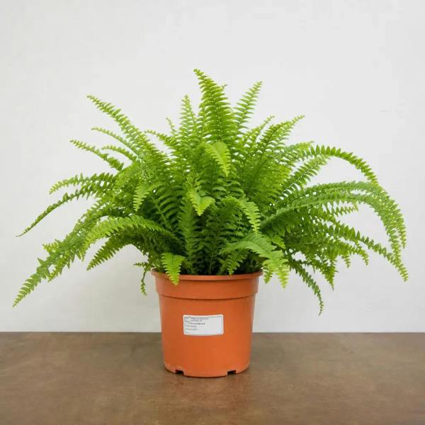 Nephrolepis Hanging Basket Boston Fern 19cm Pot – Easy Care Pet Friendly Indoor Houseplant