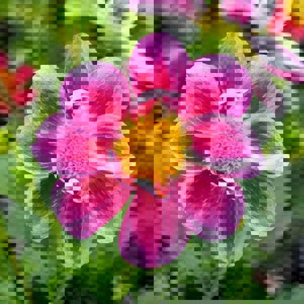 Dahlia Summer Bees Purple Bicolour 3.2L Pot – Pollinator Friendly Patio Dahlia Plants By Post
