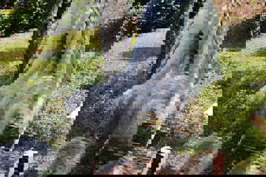 Icelandic Sheepskin | Long Wool | 100-120 cm