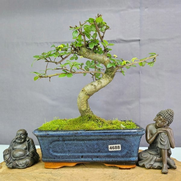 Yorkshire Bonsai Chinese Elm (Ulmus Parvifolia) Bonsai Tree | Shaped | In 20cm Pot