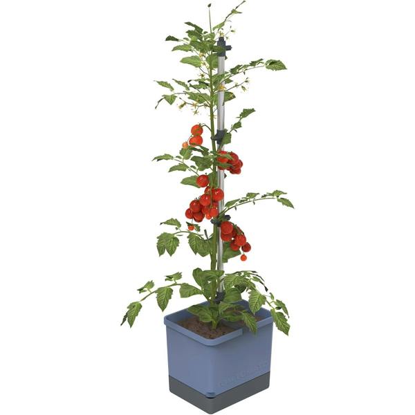 TOM TOMATO Tomato pot with water tank - Blue