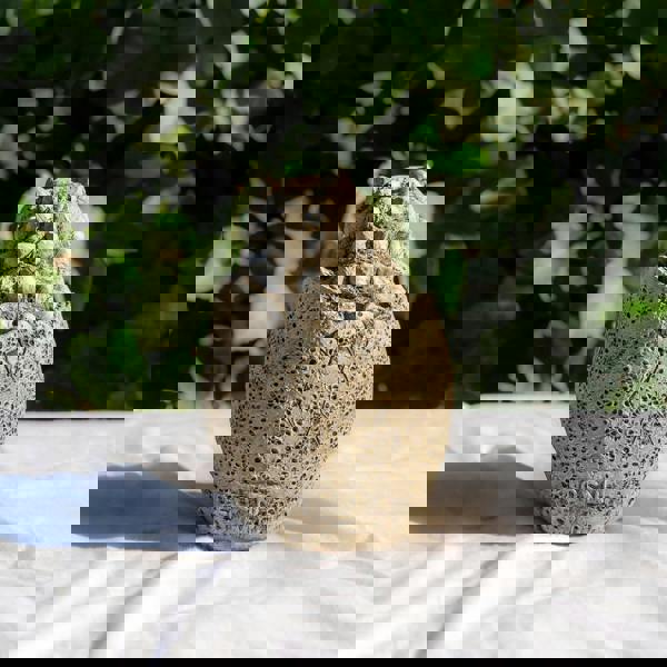 Small Stone Cast Anchisaurus Garden Sculpture Dinosaur Animal Statue