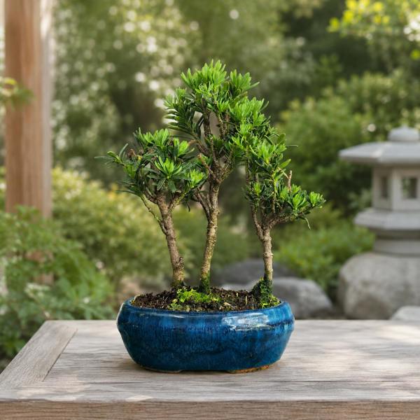 Yorkshire Bonsai Buddhist Pine (Podocarpus Micro) Bonsai Tree Forest | Upright Grouping | In 16cm Pot