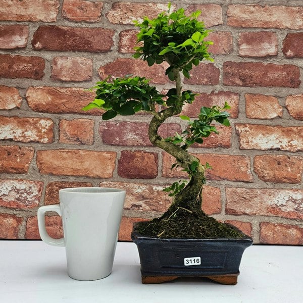 Yorkshire Bonsai Chinese Privet (Ligustrum Sinense) Bonsai Tree | Shaped | In 15cm Pot