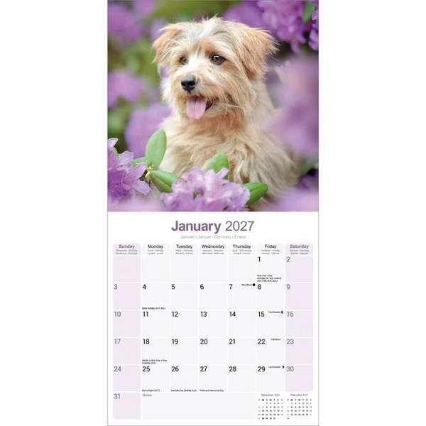Norwich & Norfolk Terrier Calendar 2027, Wall Calendars, Month To View, Dogs, Gift