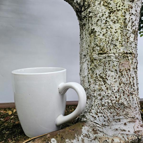 Yorkshire Bonsai Large Chinese Elm (Ulmus Parvifolia) Bonsai Tree | Shaped Style | Height 110cm | In 60cm Pot | 5282