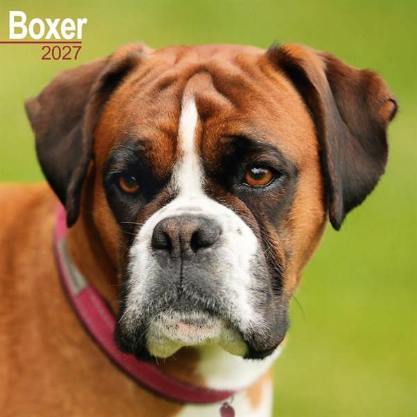 Boxer Calendar 2027, Wall Calendars, Month To View, Dogs, Gift